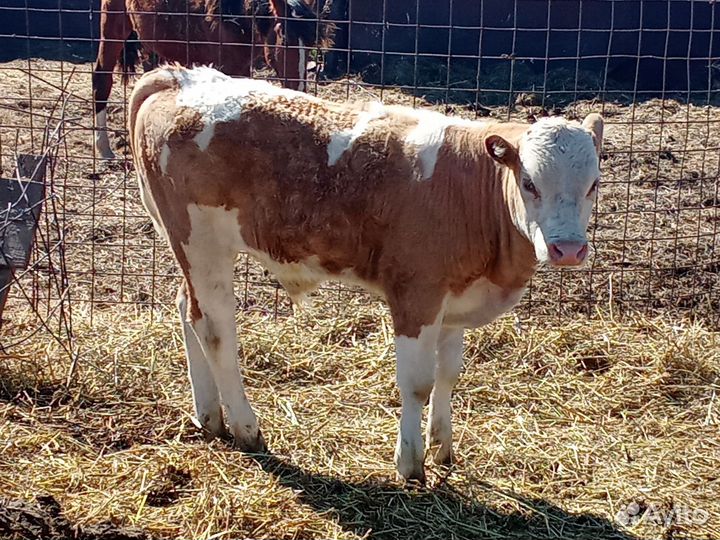 Продажа крс