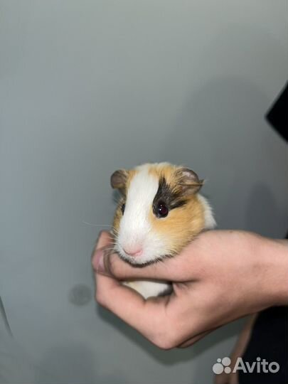 Морские свинки