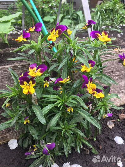 Фиалка трехцветная