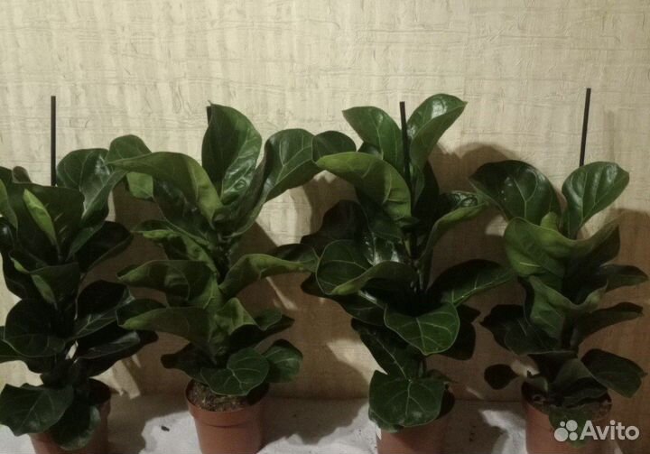 Фикус лирата бамбино