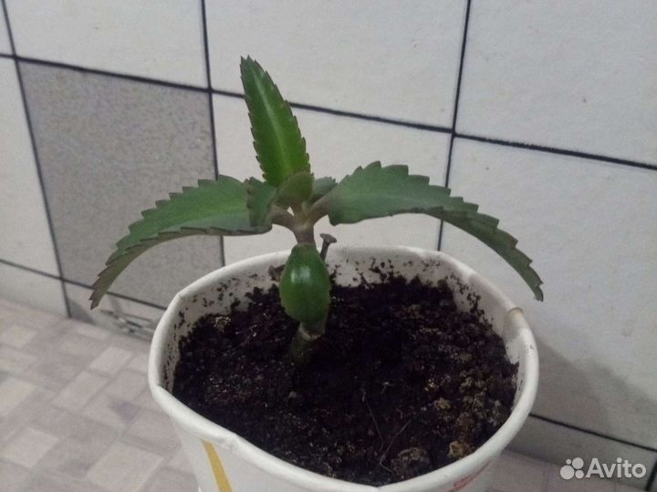 Толстянка,Колонхоэ