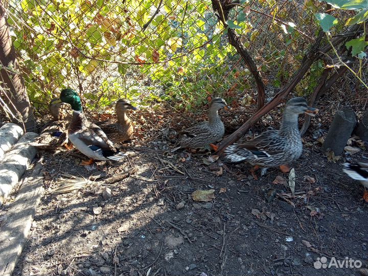 Подсадные для охоты. Дикие утки. Кряква