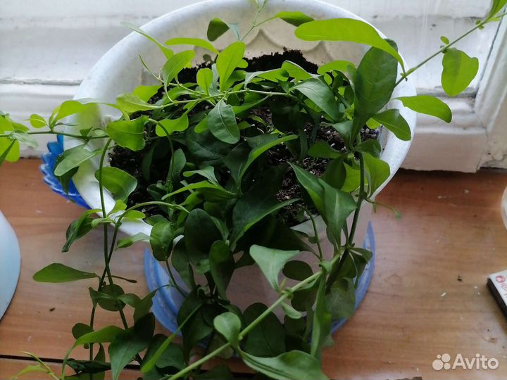 Плюмбаго свинчатка