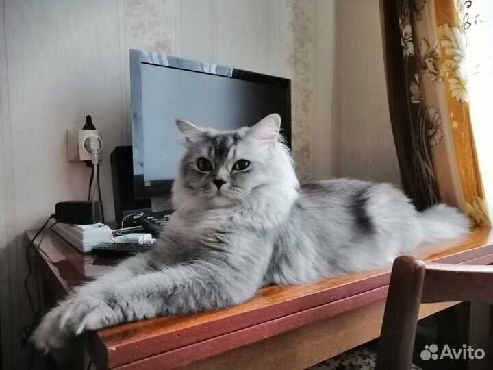 Кот на вязку