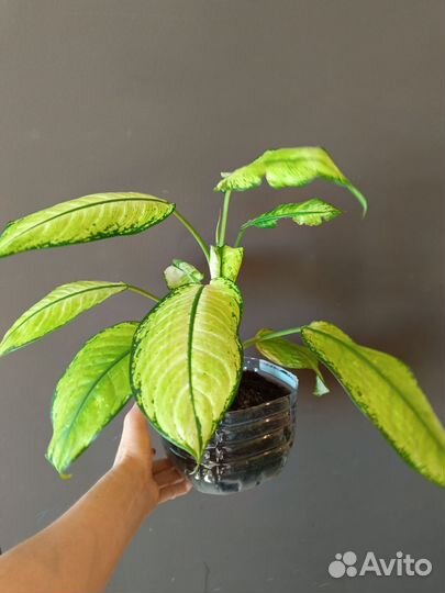 Комнатные растения