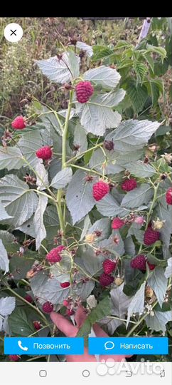 Ремонтантная малина