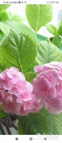 Гортензия Бомерия Lucky