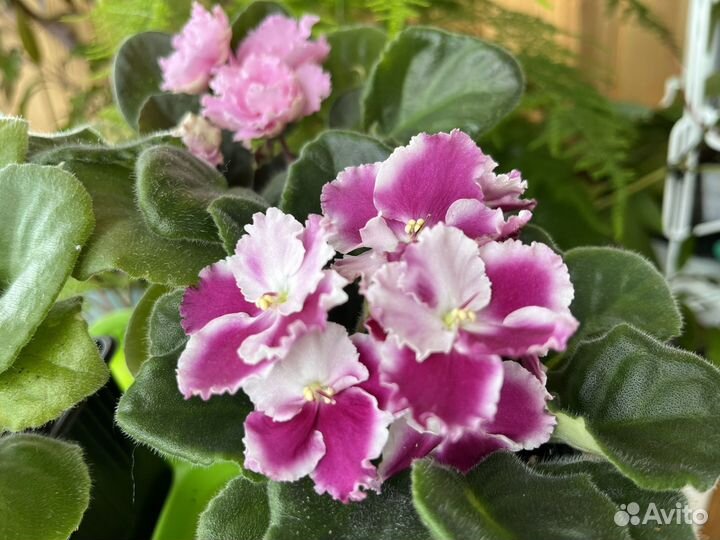 Сортовые фиалки,цветущие