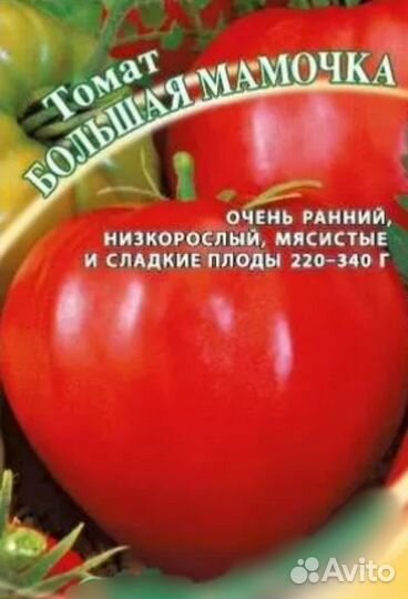 Рассада помидоров томатов