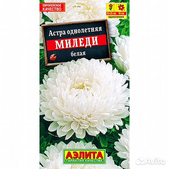 Астра Миледи белая