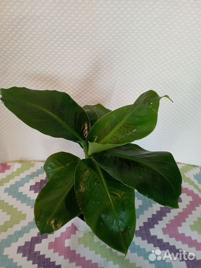 Банан киевский карлик