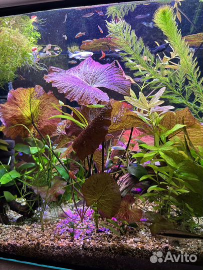 Рыбки и растения