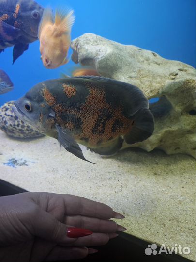 Аквариумные рыбки