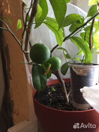 Лимоны, мандарины, апельсины