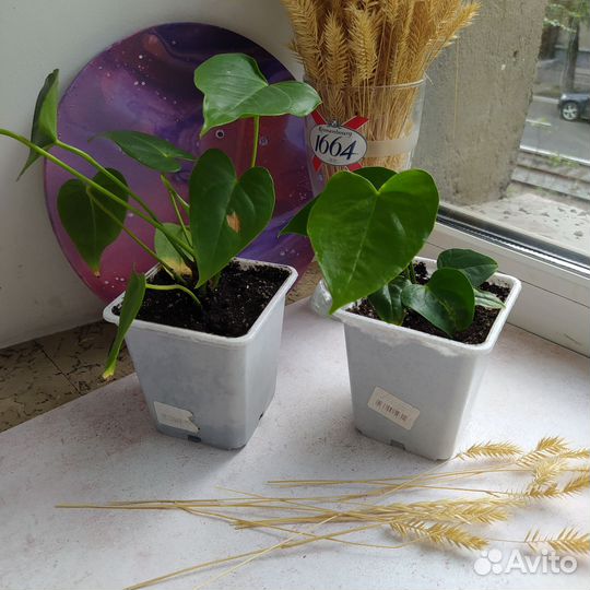 Антуриум красный