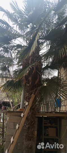 Дерево Пальма