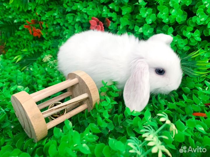 Мини карликовый кролик - самый редкий