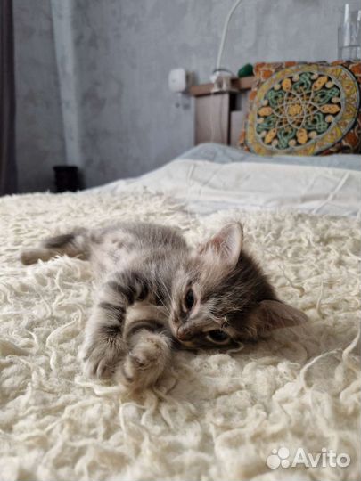 Серый котенок девочка
