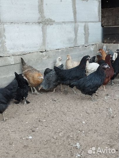 Куры молодки несушки доминант