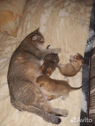 Серебристая шиншилла британские котятаМальчик Микс