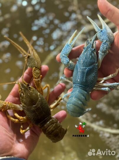 Раки лучшие доставка без промедлений