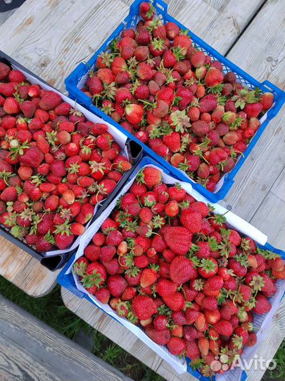 Рассада клубники лучшие сорта