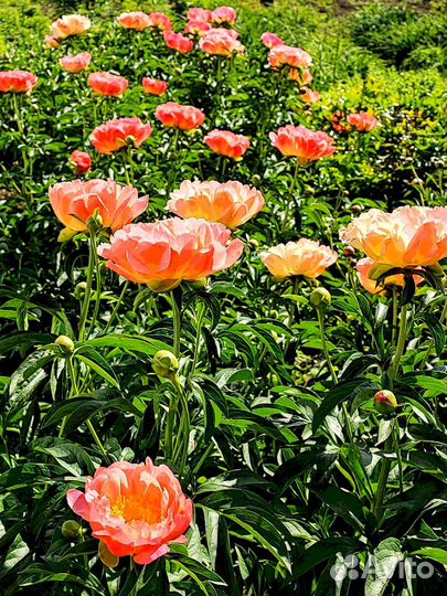 Корни пионов