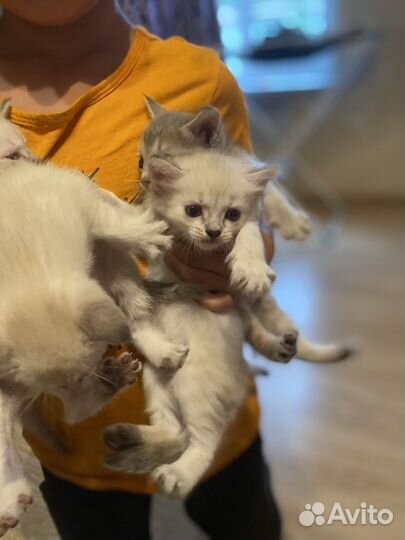 Котята в добрые руки