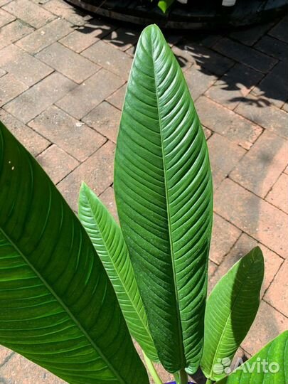 Филодендрон Campii lynette