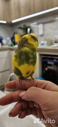 Волнистый попугай