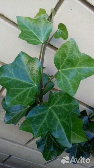 Плющ ирландский вечнозеленый