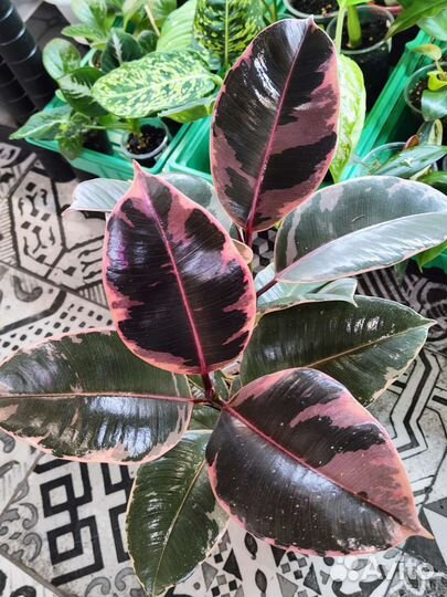 Фикусы сортовые