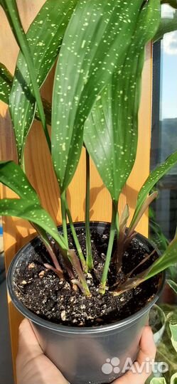 Аспидистра Милки Вэй