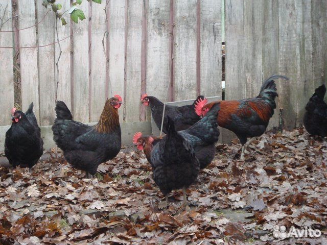 Кучинская юбилейная и московская черная