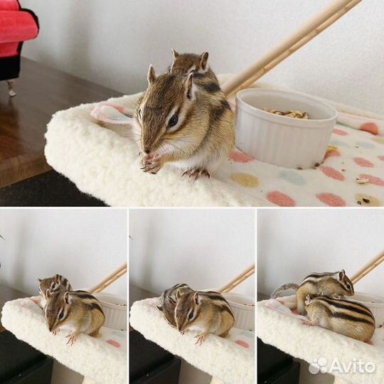 Бурундуки сибирские