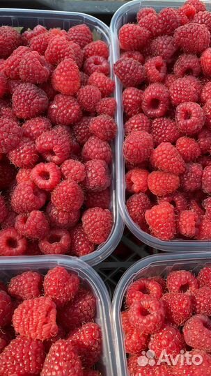 Саженцы малины ремонтантной в ассортименте