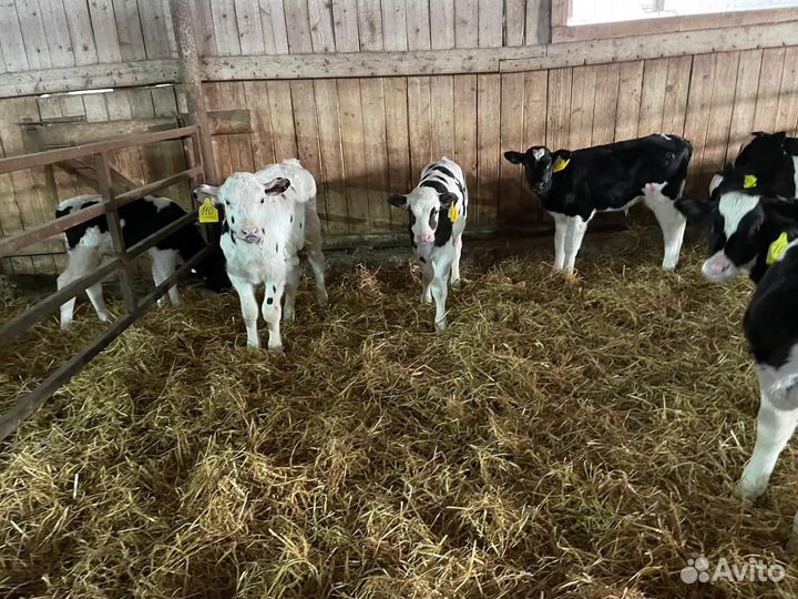 Бычки от месяца