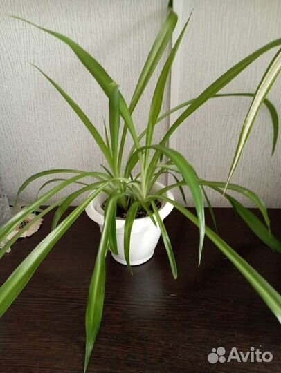 Хлорофитум