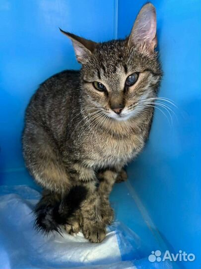 Кошки в добрые руки бесплатно