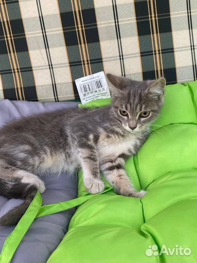 Кошка в дар