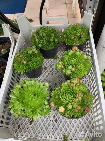 Молодило каменная роза