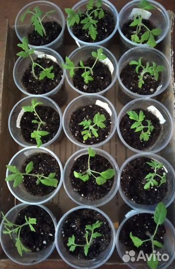 Рассада томатов,патиссонов,дыни, арбузов