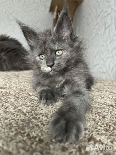 Мейн-кун котенок