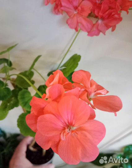 Герань цветущая