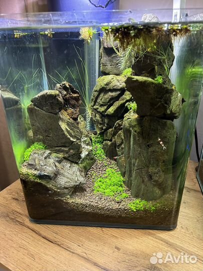 Аквариумные креветки кристаллы, растения