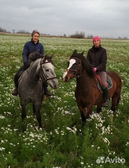 Конюшня Баландино (лошади)