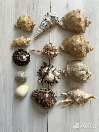 Морские ракушки раковины