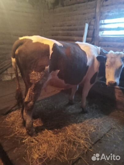 Корова дойная