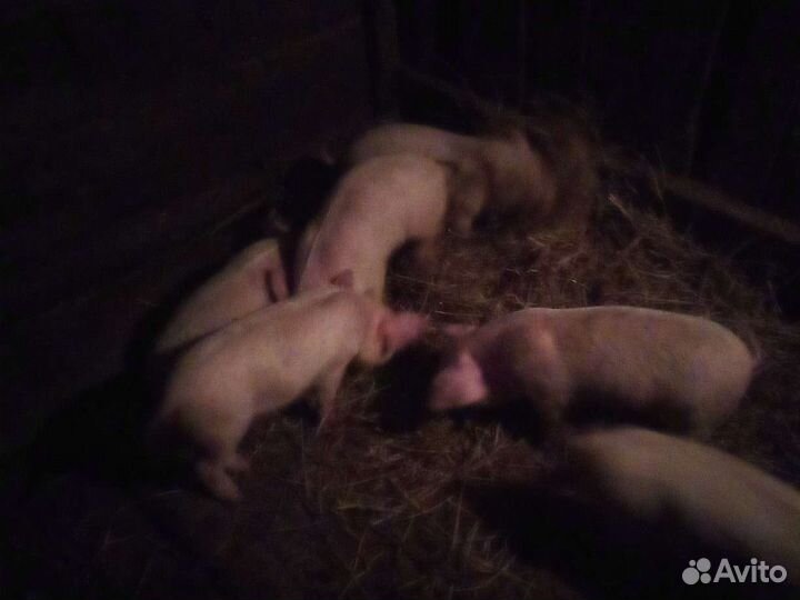 Поросята русские белые