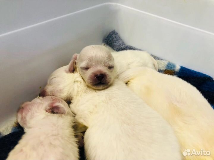 Шпицы mini и померанцы